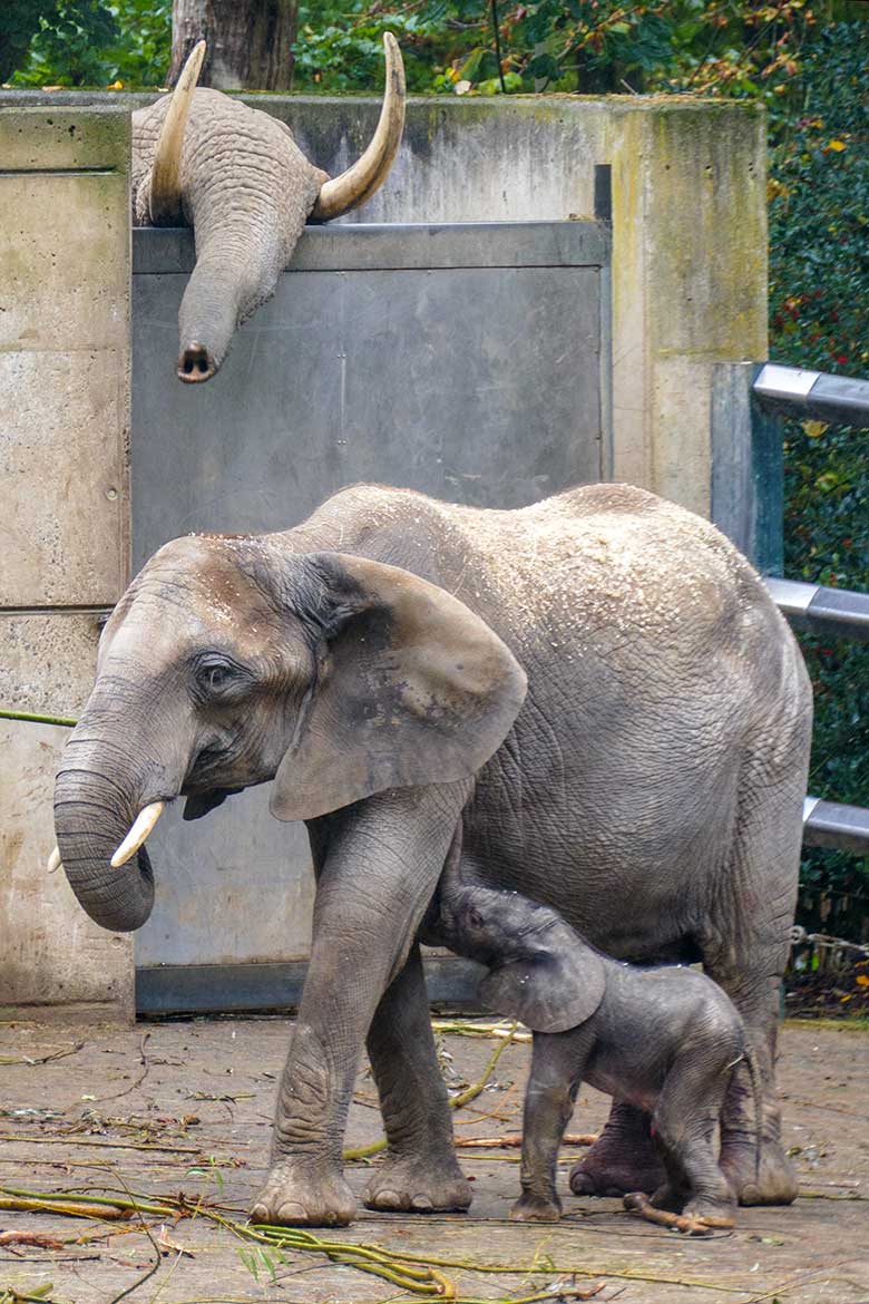 Afrikanische Elefanten-Kuh TIKA mit dem vor Stunden geborenen Elefanten-Kalb am 14. Oktober 2022 auf der größeren Außenanlage am Elefanten-Haus im Zoo Wuppertal. Im Hintergrund der Elefanten-Zucht-Bulle TOOTH