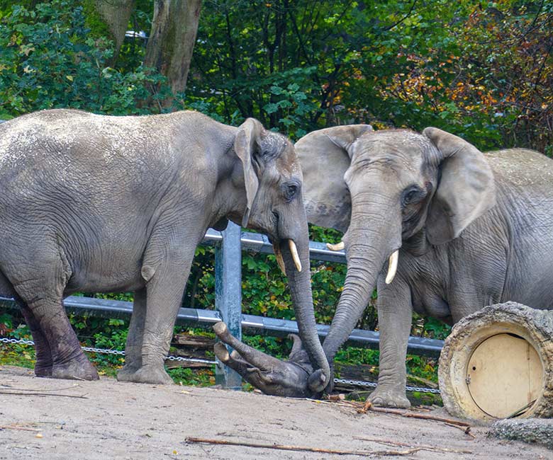 Afrikanische Elefanten-Kuh TIKA mit dem vor Stunden geborenen Elefanten-Kalb am 14. Oktober 2022 auf der größeren Außenanlage am Elefanten-Haus im Zoologischen Garten Wuppertal