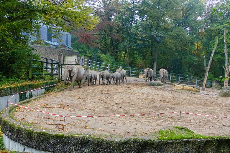 Afrikanische Elefanten-Herde mit dem vor Stunden geborenen Elefanten-Kalb und der Leitkuh SABIE am 14. Oktober 2022 auf der größeren Außenanlage am Elefanten-Haus im Wuppertaler Zoo