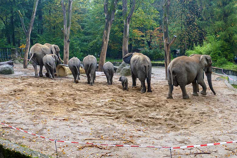 Afrikanische Elefanten-Herde mit dem vor Stunden geborenen Elefanten-Kalb am 14. Oktober 2022 auf der größeren Außenanlage am Elefanten-Haus im Zoo Wuppertal