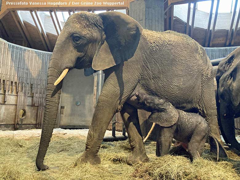 Afrikanische Elefanten-Kuh TIKA mit dem vor Stunden geborenen Elefanten-Kalb am 14. Oktober 2022 im Elefanten-Haus im Wuppertaler Zoo (Pressefoto Vanessa Hagedorn - Der Grüne Zoo Wuppertal)