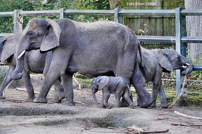 Weibliches Afrikanisches Elefanten-Jungtier MALI mit seiner Elefanten-Mutter TIKA am 16. Oktober 2022 auf der größeren Außenanlage am Elefanten-Haus im Grünen Zoo Wuppertal (Foto Klaus Tüller)