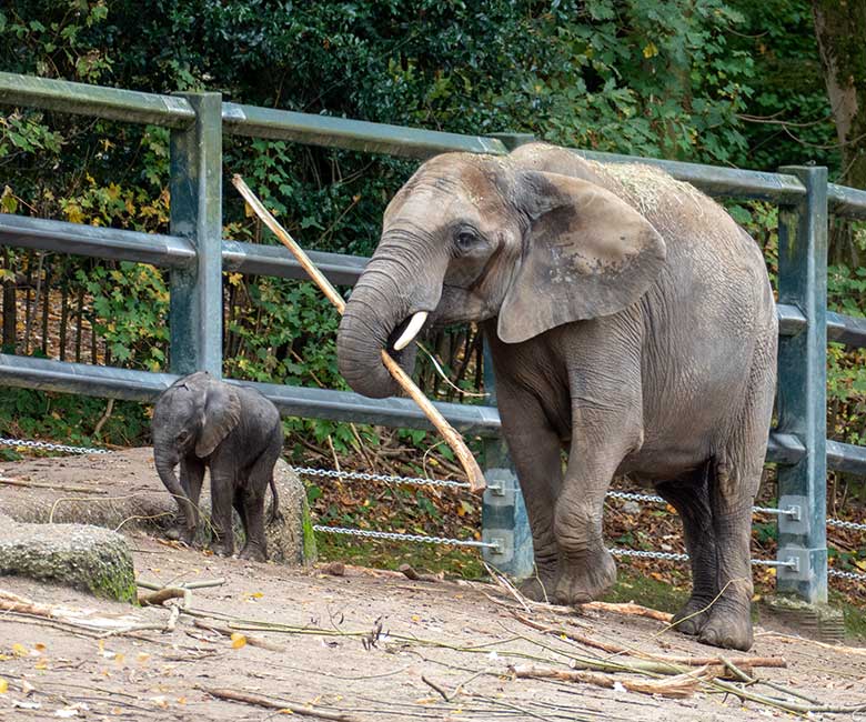 Weibliches Afrikanisches Elefanten-Jungtier MALI mit seiner Elefanten-Mutter TIKA am 17. Oktober 2022 auf der größeren Außenanlage am Elefanten-Haus im Grünen Zoo Wuppertal