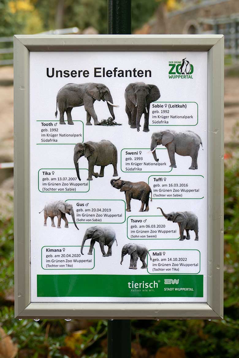 Information für Zoogäste 'Unsere Elefanten' am 21. Oktober 2022 an der Außenanlage für Afrikanische Elefanten im Grünen Zoo Wuppertal