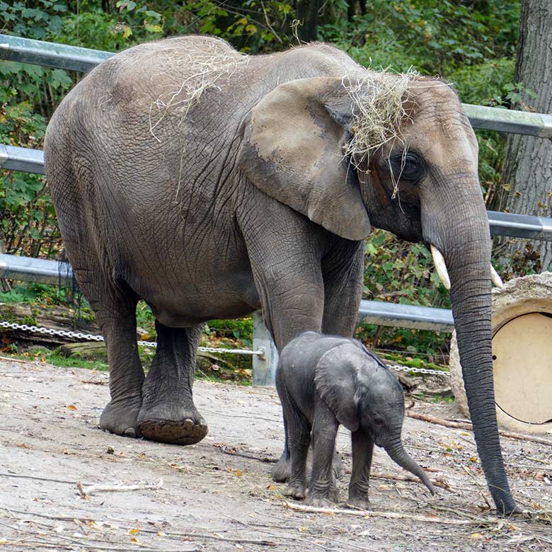 Weibliches Afrikanisches Elefanten-Jungtier MALI mit seiner Elefanten-Mutter TIKA am 24. Oktober 2022 auf der größeren Außenanlage am Elefanten-Haus im Wuppertaler Zoo