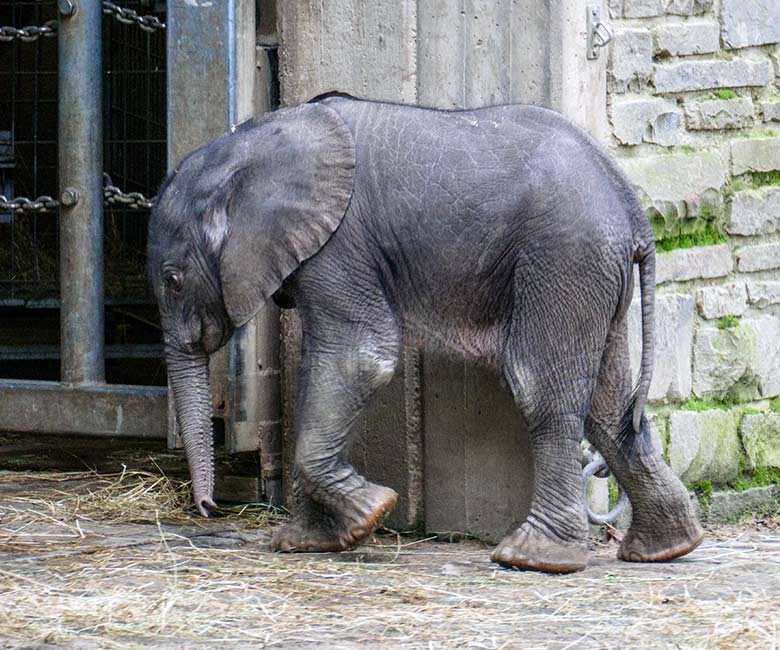 Weibliches Afrikanisches Elefanten-Jungtier MALI am 24. Oktober 2022 auf der Außenanlage am Elefanten-Haus im Zoologischen Garten Wuppertal