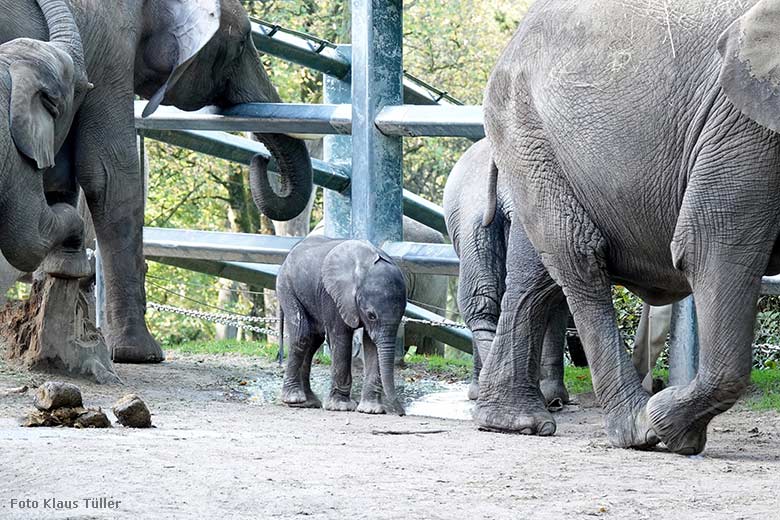 Afrikanisches Elefanten Jungtier MALI am 26. Oktober 2022 im Zoologischen Garten Wuppertal (Foto Klaus Tüller)