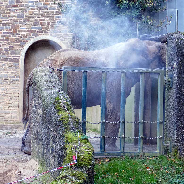 Dusche für den Afrikanischen Elefanten-Bullen TOOTH am 2. November 2022 durch das Gitter der Bullen-Außenanlage am Elefanten-Haus im Grünen Zoo Wuppertal