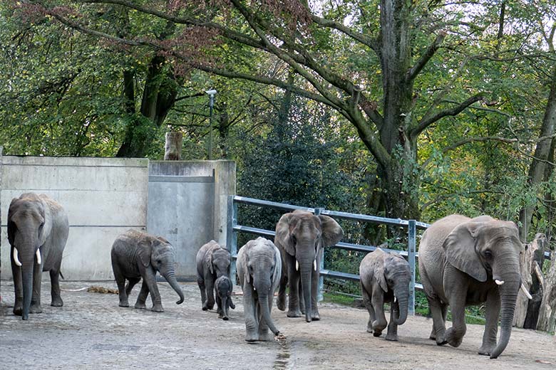 Afrikanische Elefanten-Herde mit drei Kühen und fünf Jungtieren einschließlich Jungtier TSAVO am 10. November 2022 auf der größeren Außenanlage am Elefanten-Haus im Wuppertaler Zoo
