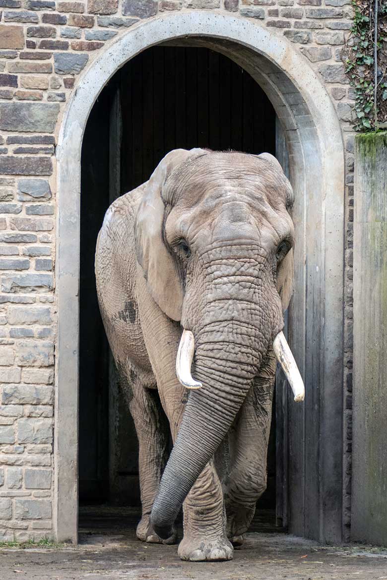 Afrikanischer Elefanten-Bullen TOOTH am 10. November 2022 auf der kleineren Außenanlage am Elefanten-Haus im Wuppertaler Zoo