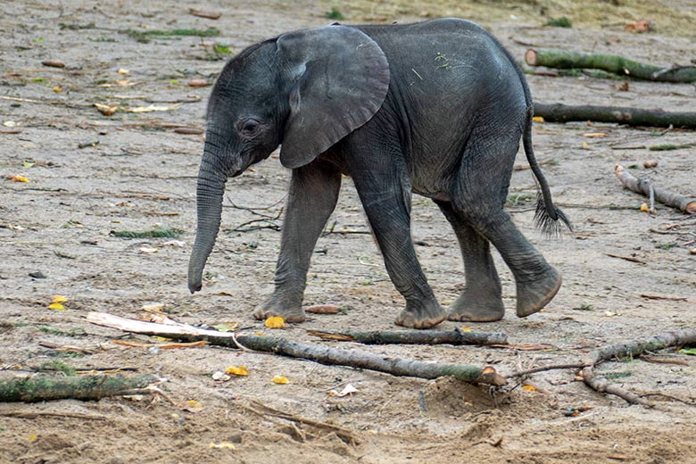Afrikanisches Elefanten-Jungtier MALI am 16. November 2022 auf der größeren Außenanlage am Elefanten-Haus im Grünen Zoo Wuppertal