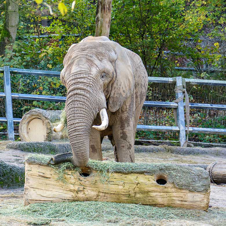 Afrikanischer Elefanten-Bullen TOOTH am 16. November 2022 auf der größeren Außenanlage am Elefanten-Haus im Zoo Wuppertal