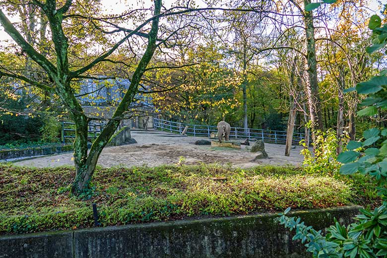 Afrikanischer Elefanten-Bullen TOOTH am 16. November 2022 auf der größeren Außenanlage am Elefanten-Haus im Zoologischen Garten Wuppertal