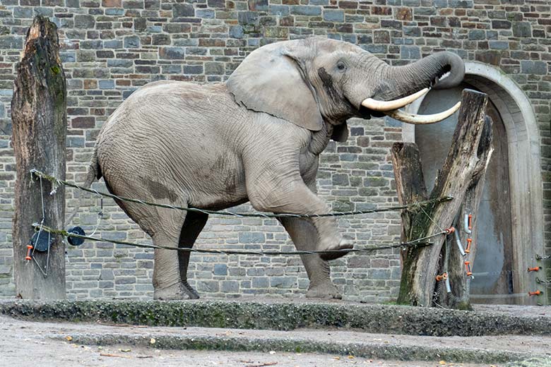 Afrikanischer Elefanten-Bullen TOOTH am 18. November 2022 auf der größeren Außenanlage am Elefanten-Haus im Grünen Zoo Wuppertal