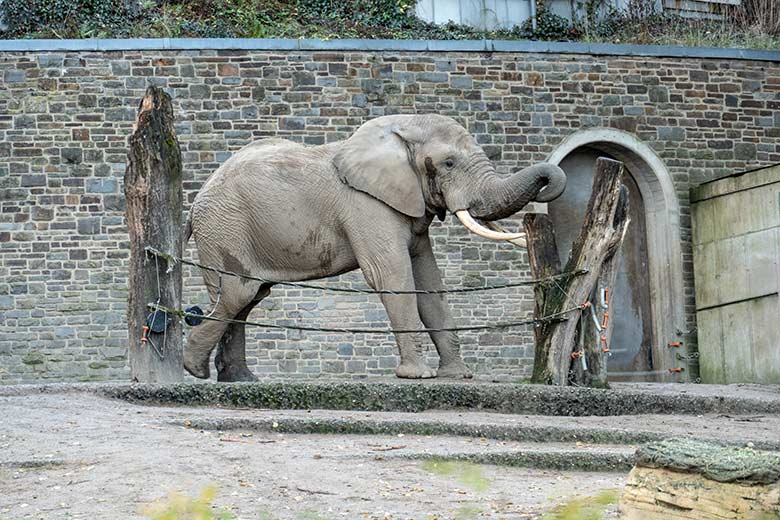 Afrikanischer Elefanten-Bullen TOOTH am 18. November 2022 auf der größeren Außenanlage am Elefanten-Haus im Grünen Zoo Wuppertal mit noch stehendem Baumstamm