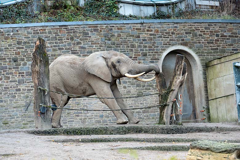 Afrikanischer Elefanten-Bullen TOOTH am 18. November 2022 auf der größeren Außenanlage am Elefanten-Haus im Wuppertaler Zoo