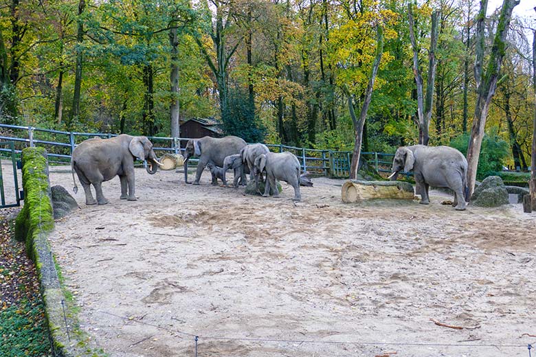 Afrikanische Elefanten-Herde mit drei Kühen und vier Jungtieren ohne das nicht mehr lebende Jungtier TSAVO am 21. November 2022 auf der größeren Außenanlage am Elefanten-Haus im Grünen Zoo Wuppertal
