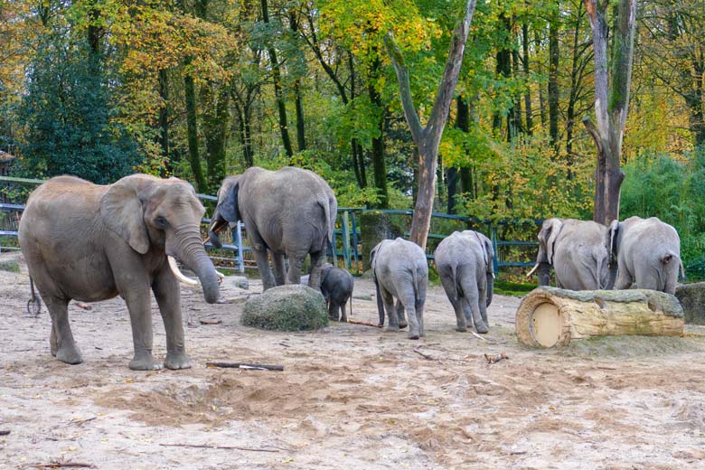 Afrikanische Elefanten-Herde mit drei Kühen und vier Jungtieren ohne das nicht mehr lebende Jungtier TSAVO am 21. November 2022 auf der größeren Außenanlage am Elefanten-Haus im Wuppertaler Zoo