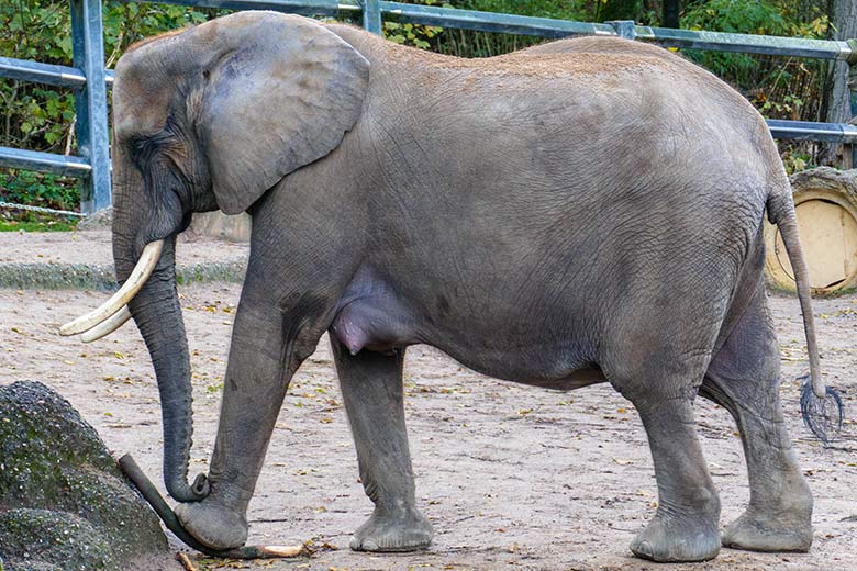 Afrikanische Elefanten-Kuh SWENI am 21. November 2022 auf der größeren Außenanlage am Elefanten-Haus im Grünen Zoo Wuppertal