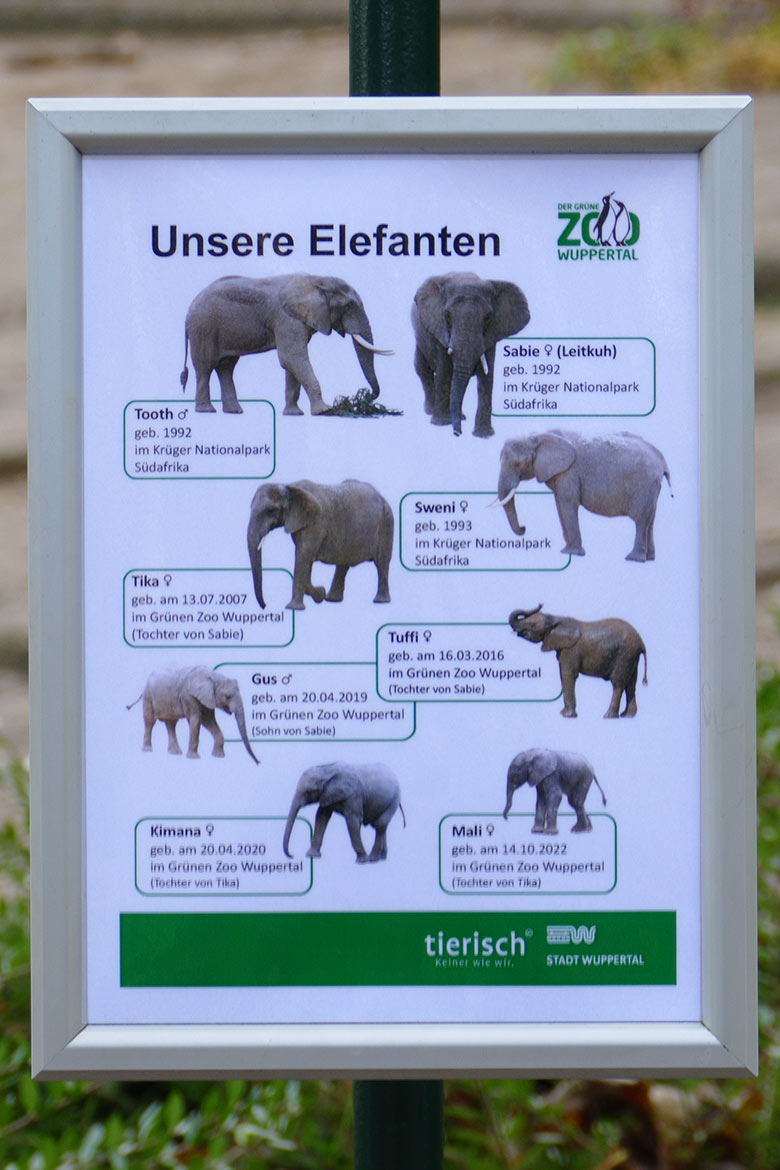 Information für Zoogäste 'Unsere Elefanten' am 22. November 2022 an der Außenanlage für Afrikanische Elefanten im Grünen Zoo Wuppertal