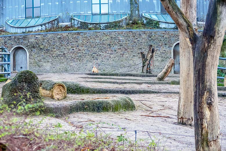 Abgebrochener Baumstumpf am 24. November 2022 auf der größeren Außenanlage am Elefanten-Haus im Zoologischen Garten der Stadt Wuppertal