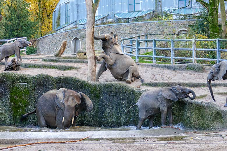 Afrikanische Elefanten am 25. November 2022 auf der größeren Außenanlage am Elefanten-Haus im Zoologischen Garten der Stadt Wuppertal