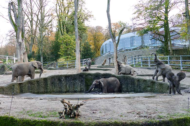 Afrikanische Elefanten am 25. November 2022 auf der größeren Außenanlage am Elefanten-Haus im Zoo Wuppertal