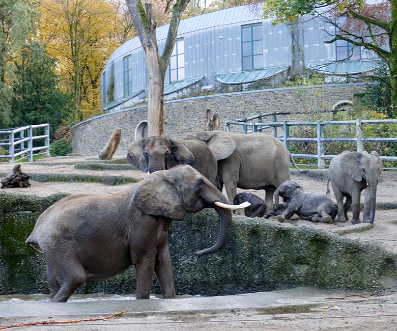 Afrikanische Elefanten am 25. November 2022 auf der größeren Außenanlage am Elefanten-Haus im Grünen Zoo Wuppertal