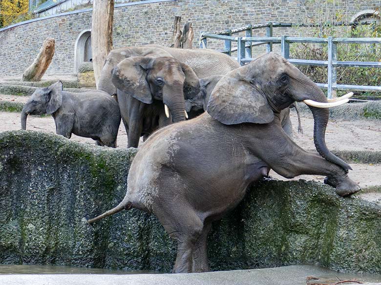 Afrikanische Elefanten am 25. November 2022 auf der größeren Außenanlage am Elefanten-Haus im Zoologischen Garten Wuppertal