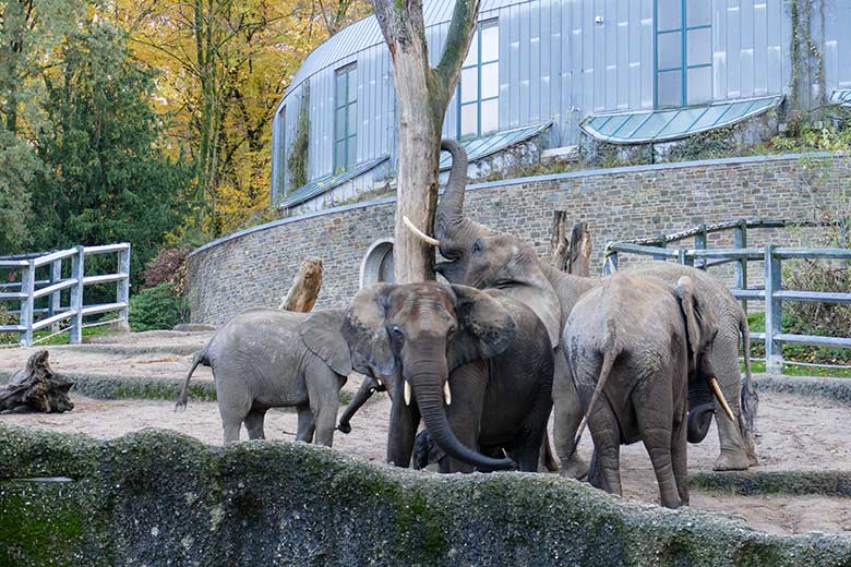 Afrikanische Elefanten am 25. November 2022 auf der größeren Außenanlage am Elefanten-Haus im Wuppertaler Zoo