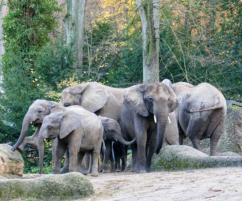Afrikanische Elefanten am 25. November 2022 auf der größeren Außenanlage am Elefanten-Haus im Grünen Zoo Wuppertal