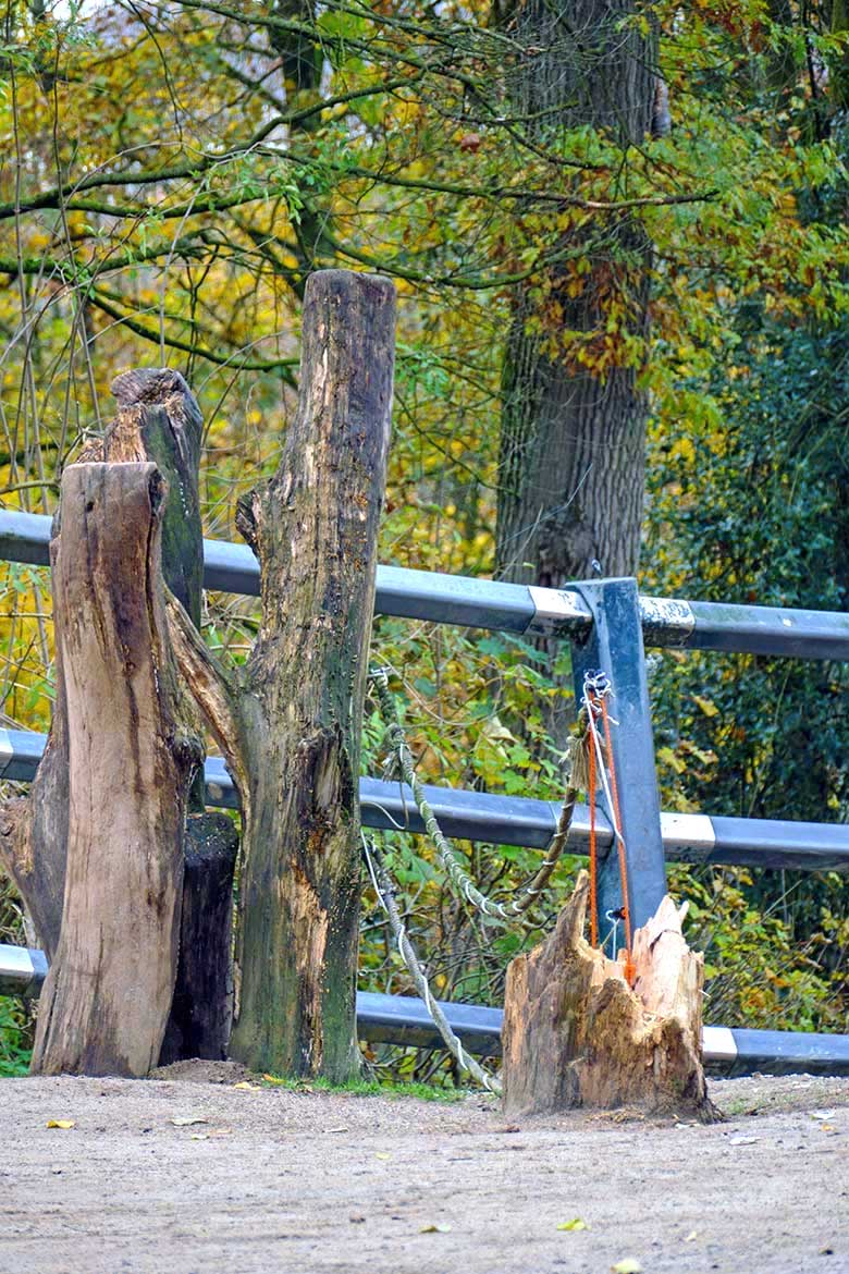 Abgebrochener Baumstumpf am 26. November 2022 auf der größeren Außenanlage am Elefanten-Haus im Zoo Wuppertal