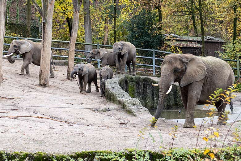 Sieben Afrikanische Elefanten am 26. November 2022 auf der größeren Außenanlage am Elefanten-Haus im Grünen Zoo Wuppertal