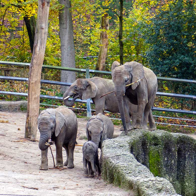 Junger weiblicher Afrikanischer Elefant TUFFI am 26. November 2022 auf der Mauer am Wasserbecken der größeren Außenanlage am Elefanten-Haus im Wuppertaler Zoo