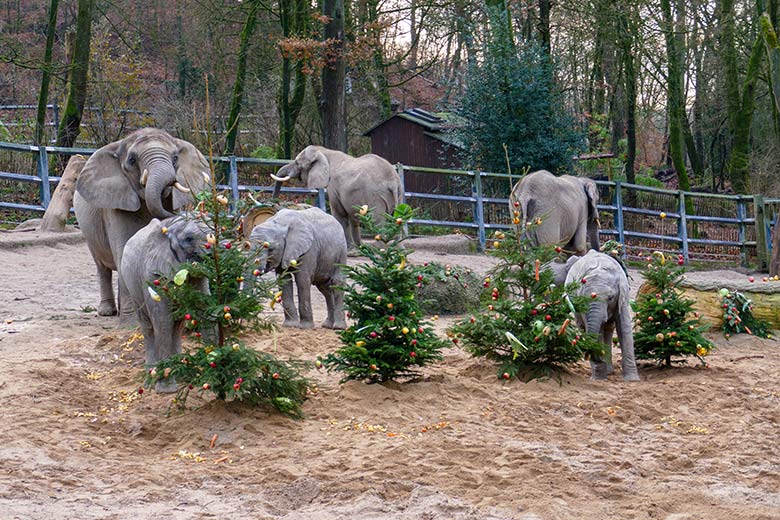 Afrikanische Elefanten an von Zoogästen geschmückten Nadelbäumen am 21. Dezember 2022 auf der größeren Außenanlage im Zoo Wuppertal