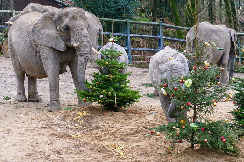 Afrikanische Elefanten an von Zoogästen geschmückten Nadelbäumen am 21. Dezember 2022 auf der größeren Außenanlage im Wuppertaler Zoo