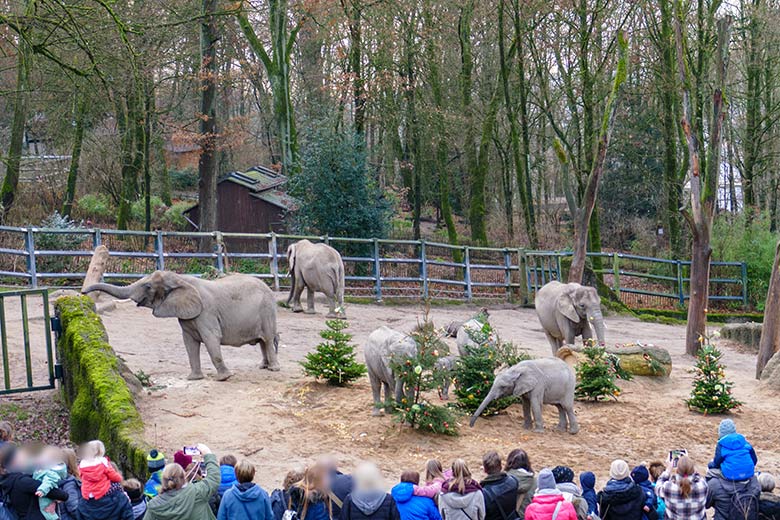 Afrikanische Elefanten an von Zoogästen geschmückten Nadelbäumen am 21. Dezember 2022 auf der größeren Außenanlage im Grünen Zoo Wuppertal