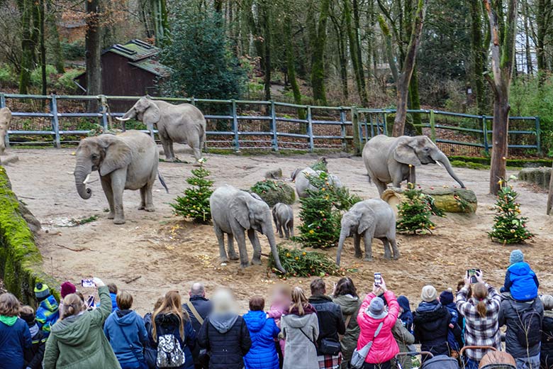 Afrikanische Elefanten an von Zoogästen geschmückten Nadelbäumen am 21. Dezember 2022 auf der größeren Außenanlage im Zoologischen Garten der Stadt Wuppertal