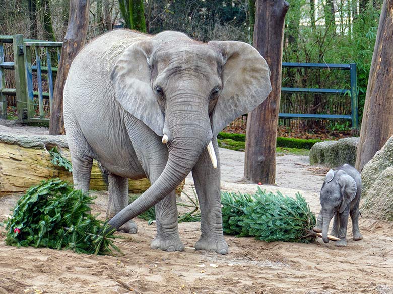 Afrikanische Elefanten an von Zoogästen geschmückten Nadelbäumen am 21. Dezember 2022 auf der größeren Außenanlage im Zoologischen Garten Wuppertal