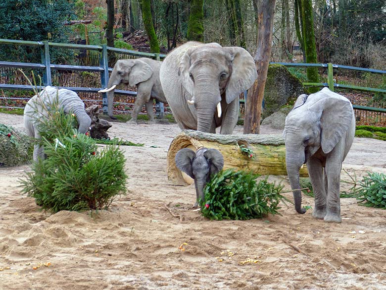 Afrikanische Elefanten an von Zoogästen geschmückten Nadelbäumen am 21. Dezember 2022 auf der größeren Außenanlage im Zoo Wuppertal