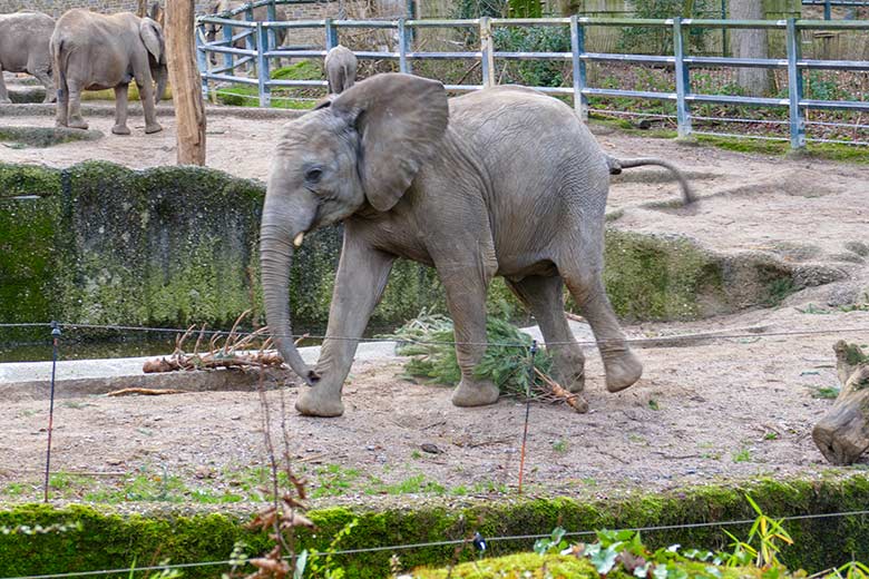 Junger weiblicher Afrikanischer Elefant TUFFI mit Nadelbaum am 30. Dezember 2022 auf der Außenanlage im Zoologischen Garten der Stadt Wuppertal