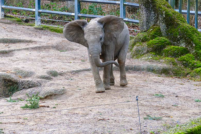 Junger weiblicher Afrikanischer Elefant TUFFI  am 30. Dezember 2022 auf der Außenanlage im Grünen Zoo Wuppertal
