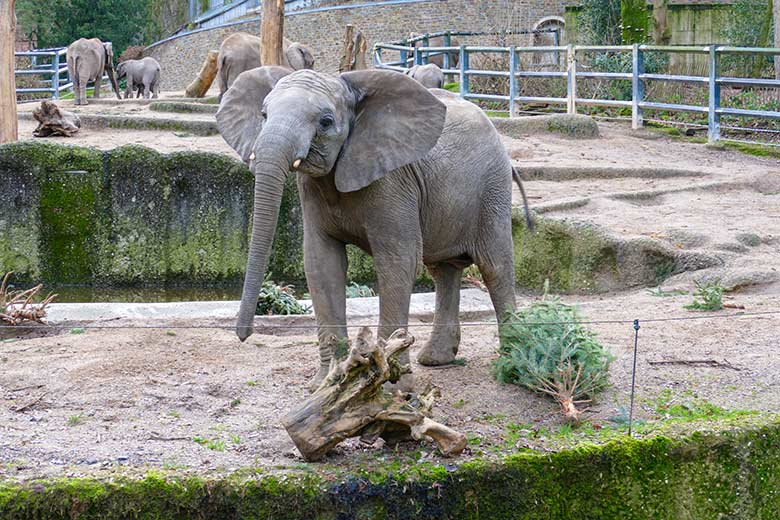Junger weiblicher Afrikanischer Elefant TUFFI mit Nadelbaum am 30. Dezember 2022 auf der Außenanlage im Grünen Zoo Wuppertal