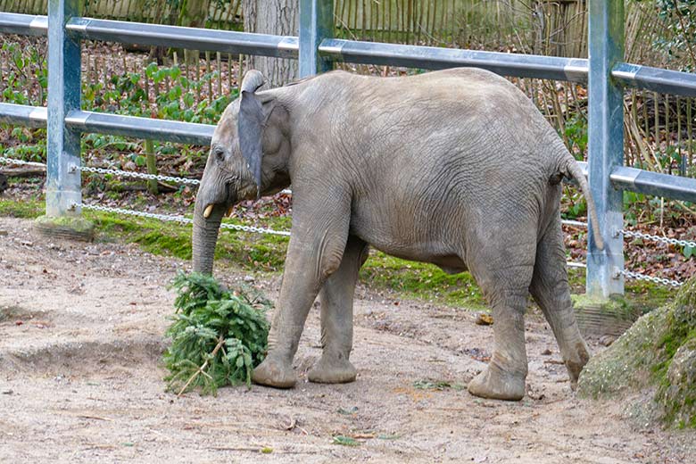 Junger weiblicher Afrikanischer Elefant TUFFI mit Nadelbaum am 30. Dezember 2022 auf der Außenanlage im Zoo Wuppertal