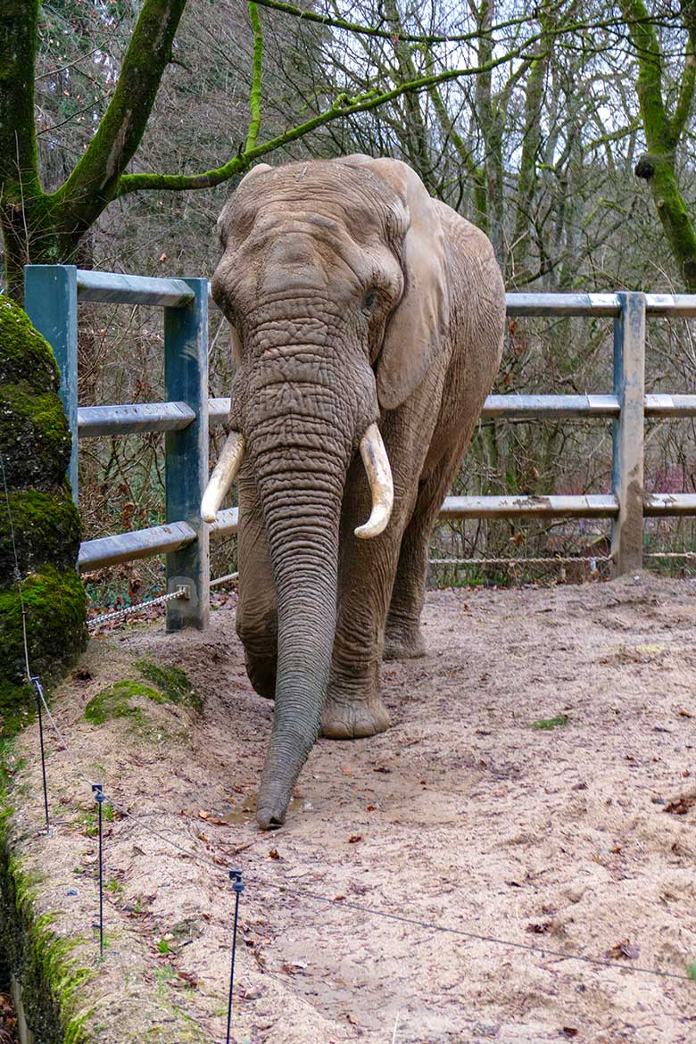 Afrikanischer Elefanten-Bulle TOOTH am 31. Dezember 2022 auf der Bullen-Außenanlage am Elefanten-Haus im Zoologischen Garten der Stadt Wuppertal