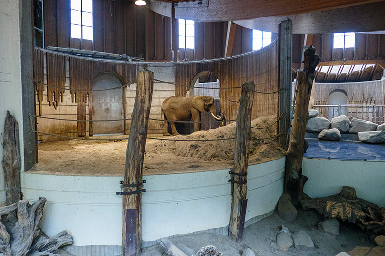 Afrikanische Elefanten-Kuh SWENI am 21. Januar 2023 separiert im Bullen-Innengehege im Elefanten-Haus im Wuppertaler Zoo