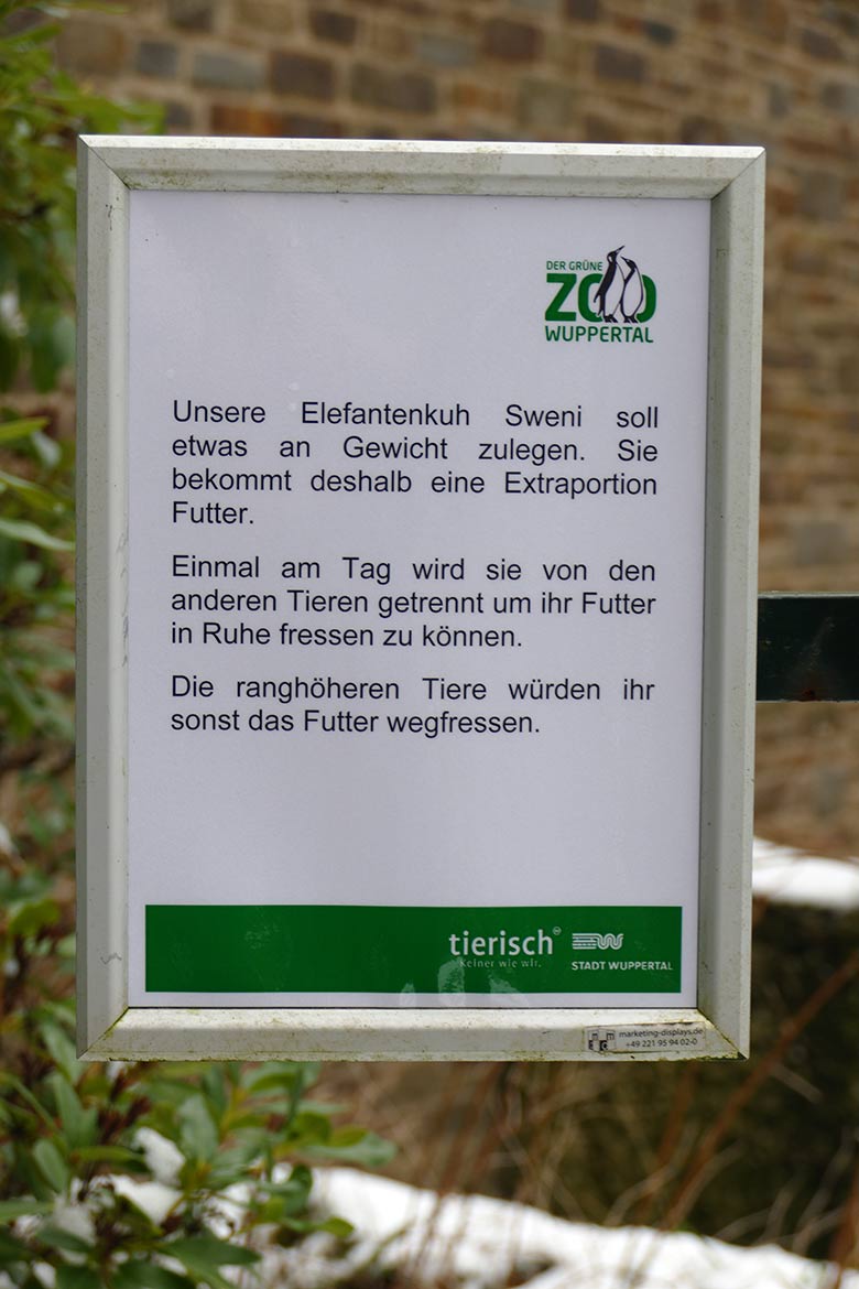 Aushang zur Afrikanischen Elefanten-Kuh SWENI am 21. Januar 2023 im Grünen Zoo Wuppertal