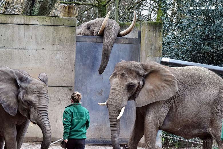 Afrikanischer Elefanten-Bulle TOOTH am 24. Januar 2023 hinter dem Absperrtor zur Bullen-Außenanlage im Grünen Zoo Wuppertal (Foto Klaus Tüller)