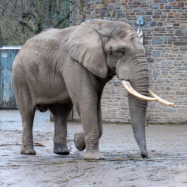 Afrikanischer Elefanten-Bulle TOOTH am 31. März 2023 auf der Bullen-Außenanlage im Grünen Zoo Wuppertal