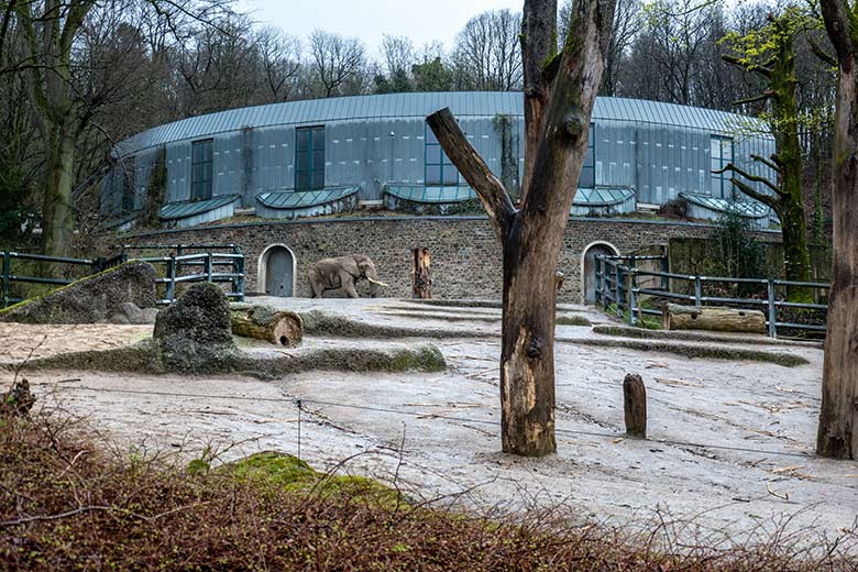 Afrikanischer Elefanten-Bulle TOOTH am 31. März 2023 allein auf der größeren Außenanlage am Elefanten-Haus im Wuppertaler Zoo